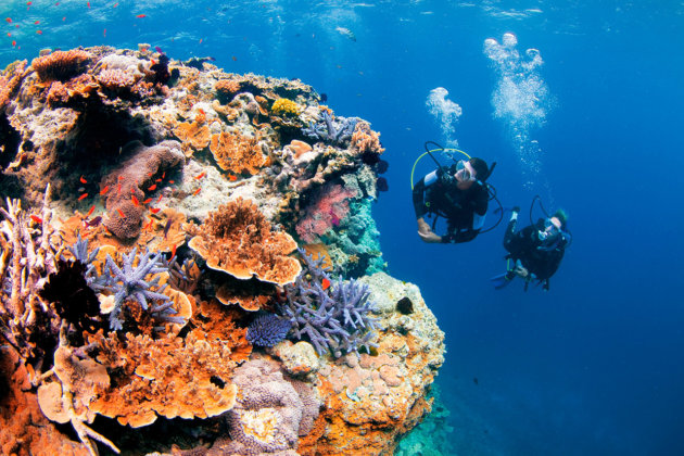 ケアンズのダイビング写真