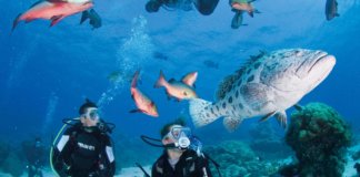 ケアンズでダイビング留学