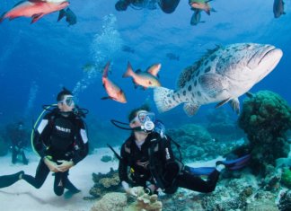 ケアンズでダイビング留学