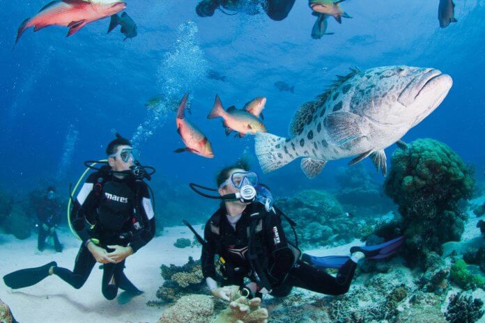 Diving Top ケアンズでダイビング留学