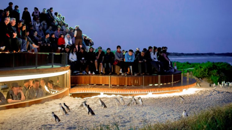 メルボルンのペンギンに会えるフィリップ島